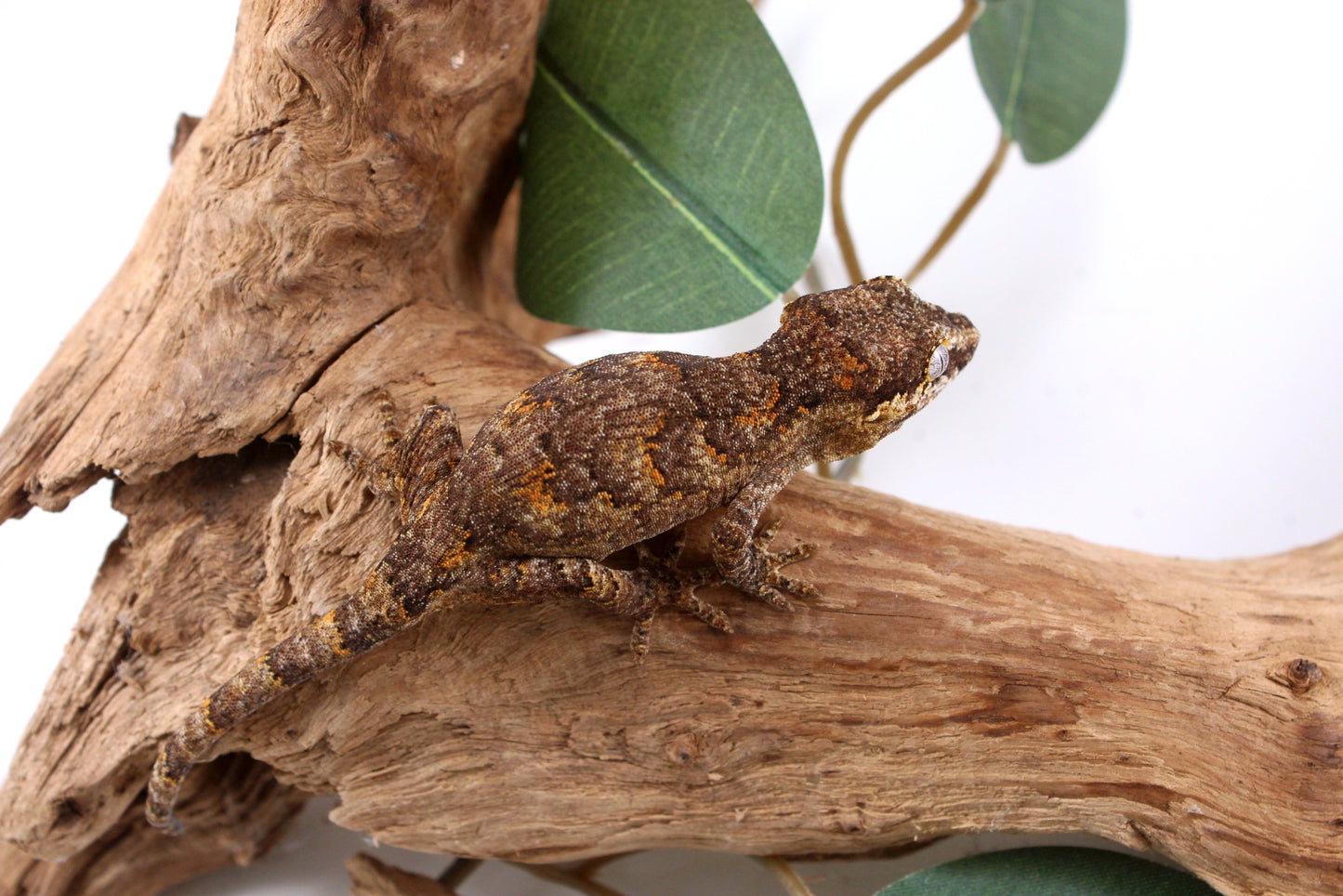 Orange Reticulated Gargoyle Gecko
