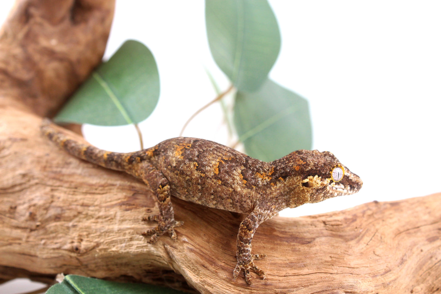 Orange Reticulated Gargoyle Gecko