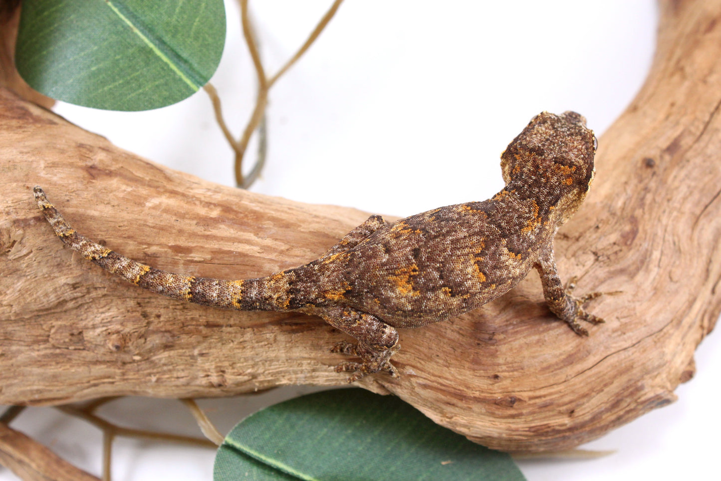 Orange Reticulated Gargoyle Gecko