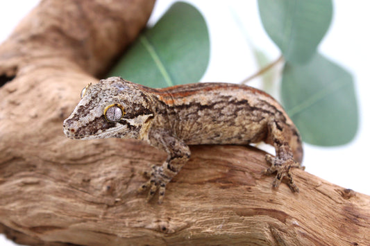 Orange Striped Gargoyle Gecko