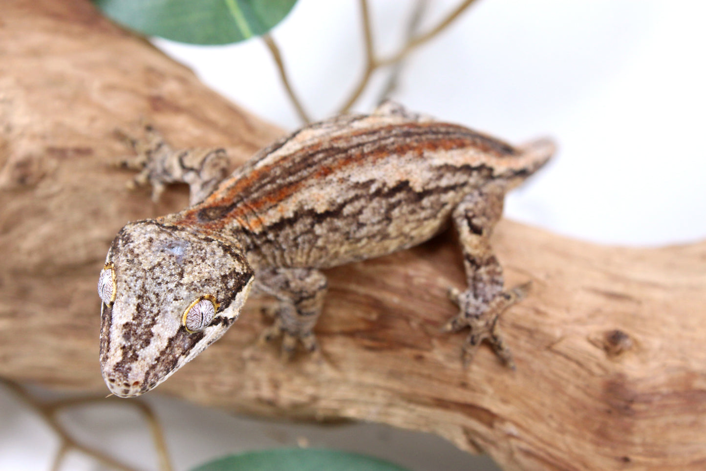 Orange Striped Gargoyle Gecko