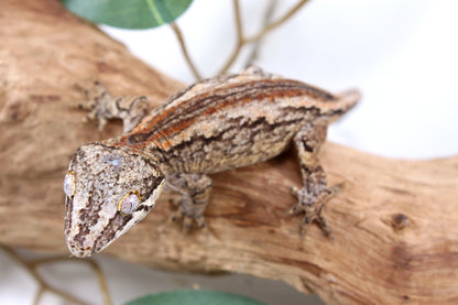 Orange Striped Gargoyle Gecko