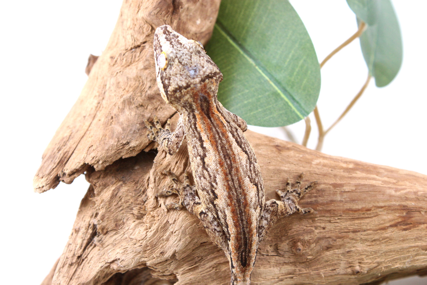 Orange Striped Gargoyle Gecko