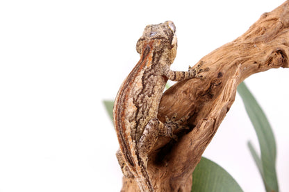 Orange Striped Gargoyle Gecko
