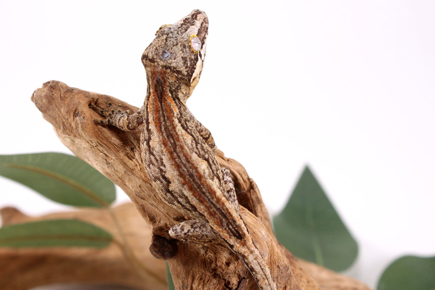 Orange Striped Gargoyle Gecko