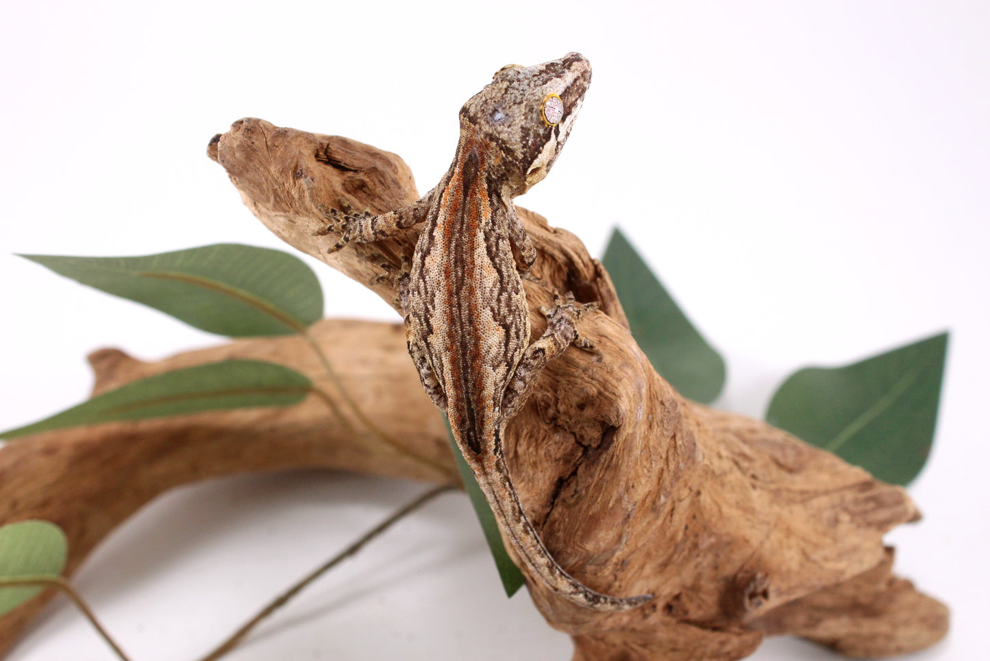 Orange Striped Gargoyle Gecko