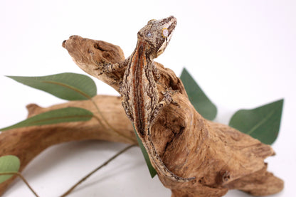 Orange Striped Gargoyle Gecko