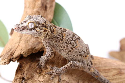 Mosaic Gargoyle Gecko