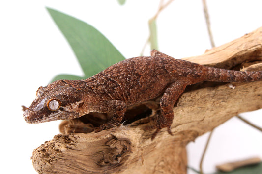 Mosaic / Reticulated Gargoyle Gecko