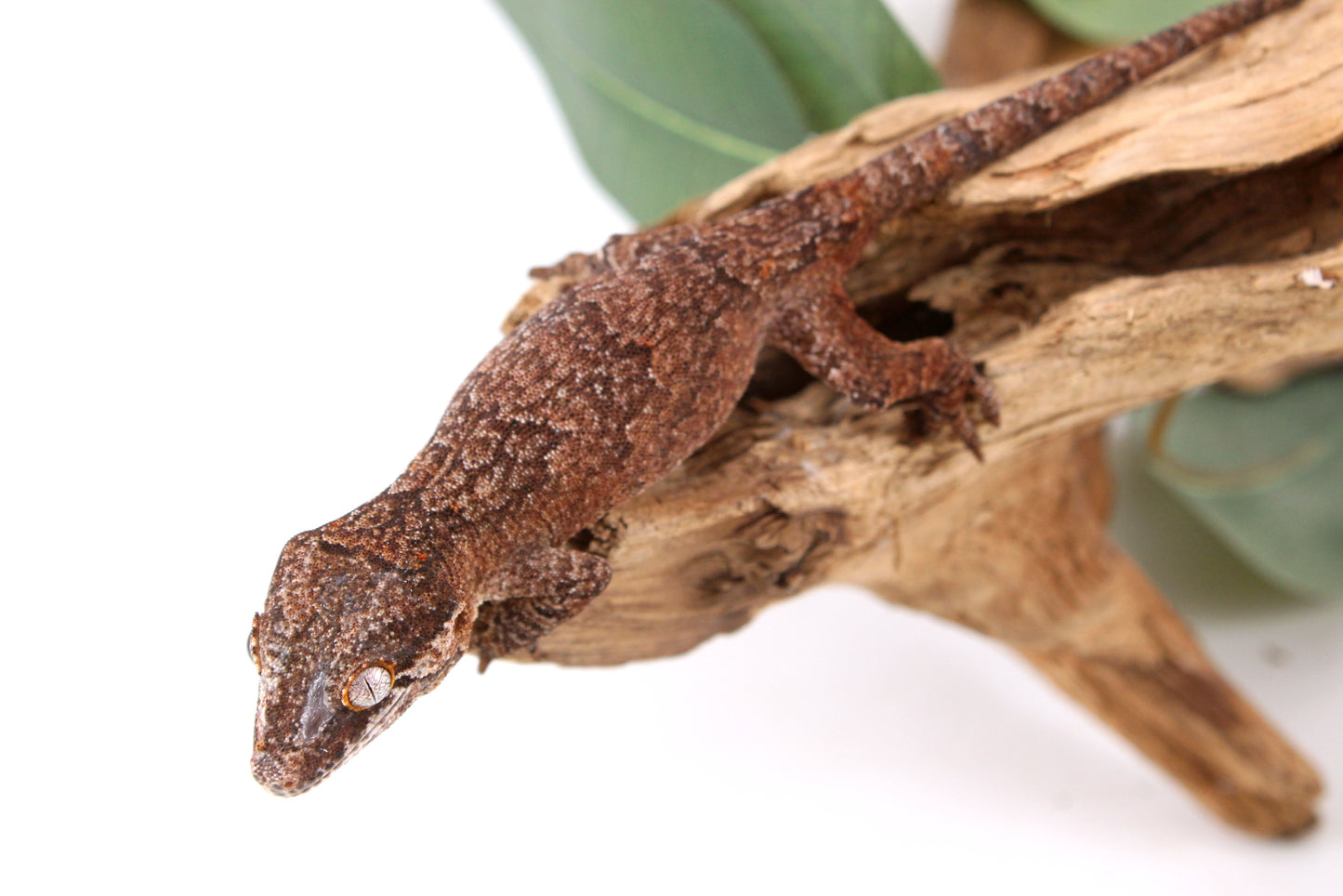 Mosaic / Reticulated Gargoyle Gecko