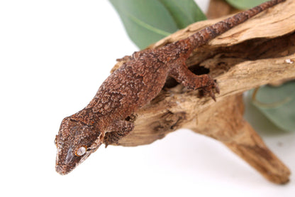 Mosaic / Reticulated Gargoyle Gecko