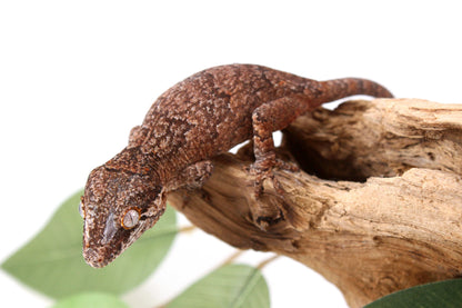Mosaic / Reticulated Gargoyle Gecko