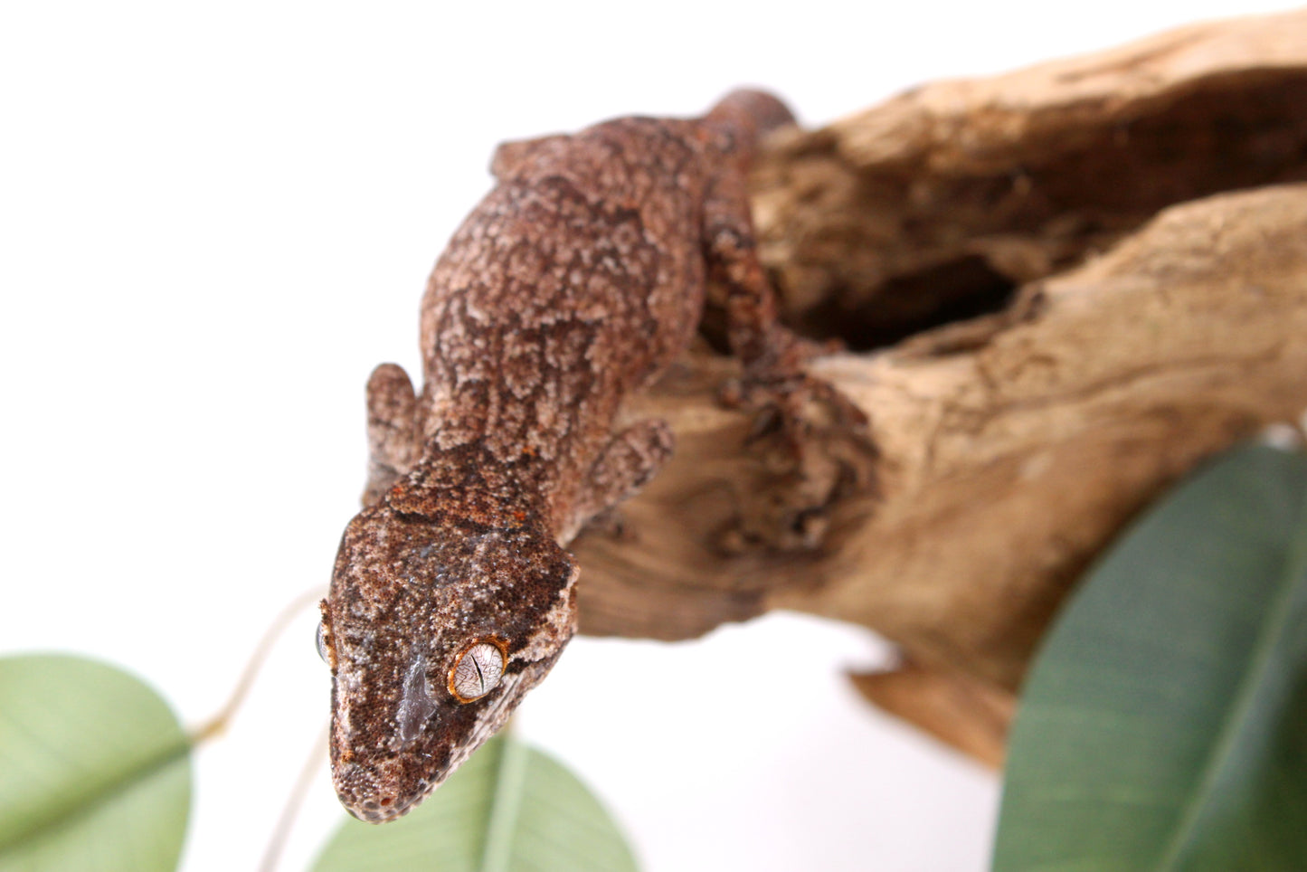 Mosaic / Reticulated Gargoyle Gecko