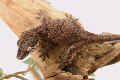 Mosaic / Reticulated Gargoyle Gecko