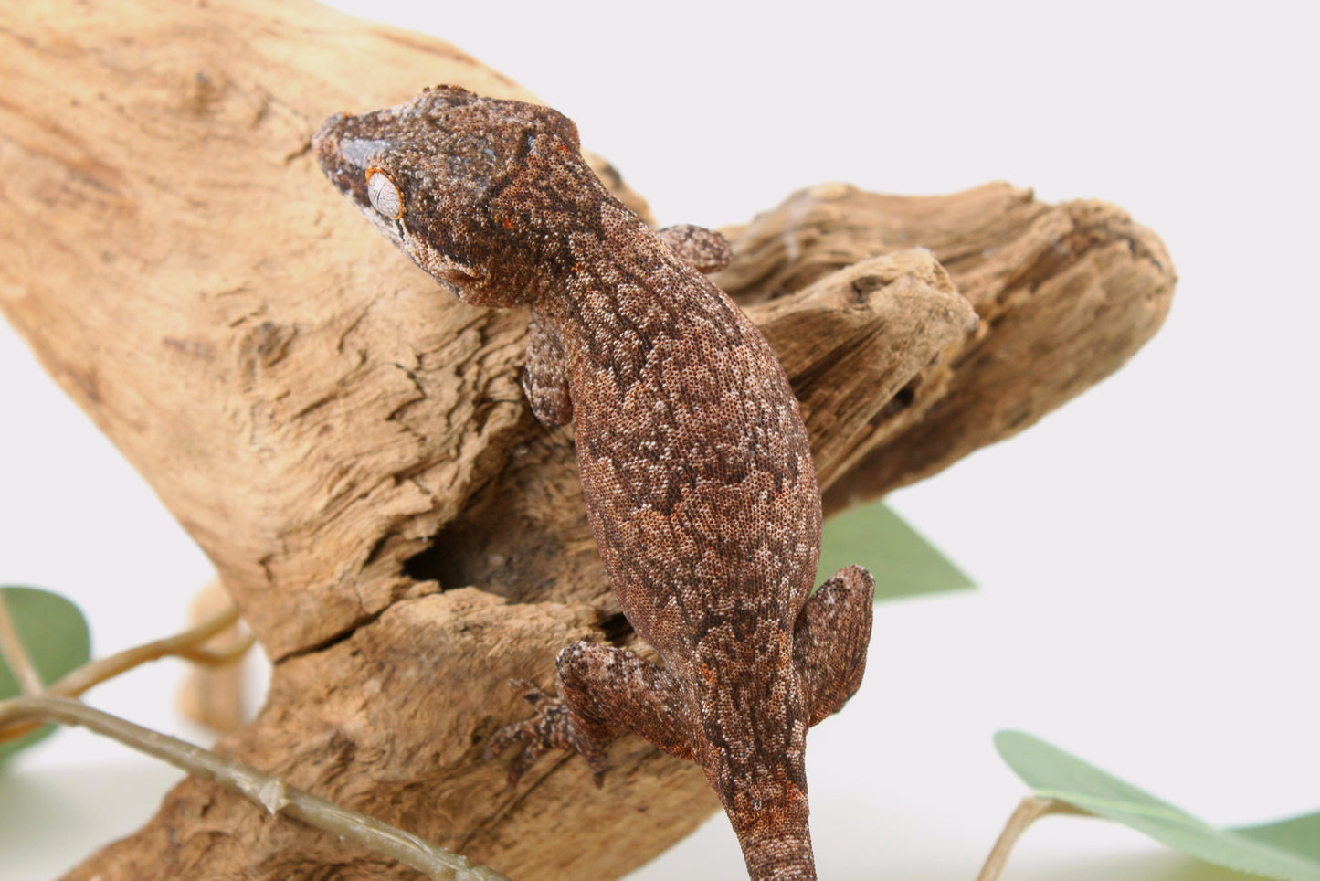 Mosaic / Reticulated Gargoyle Gecko