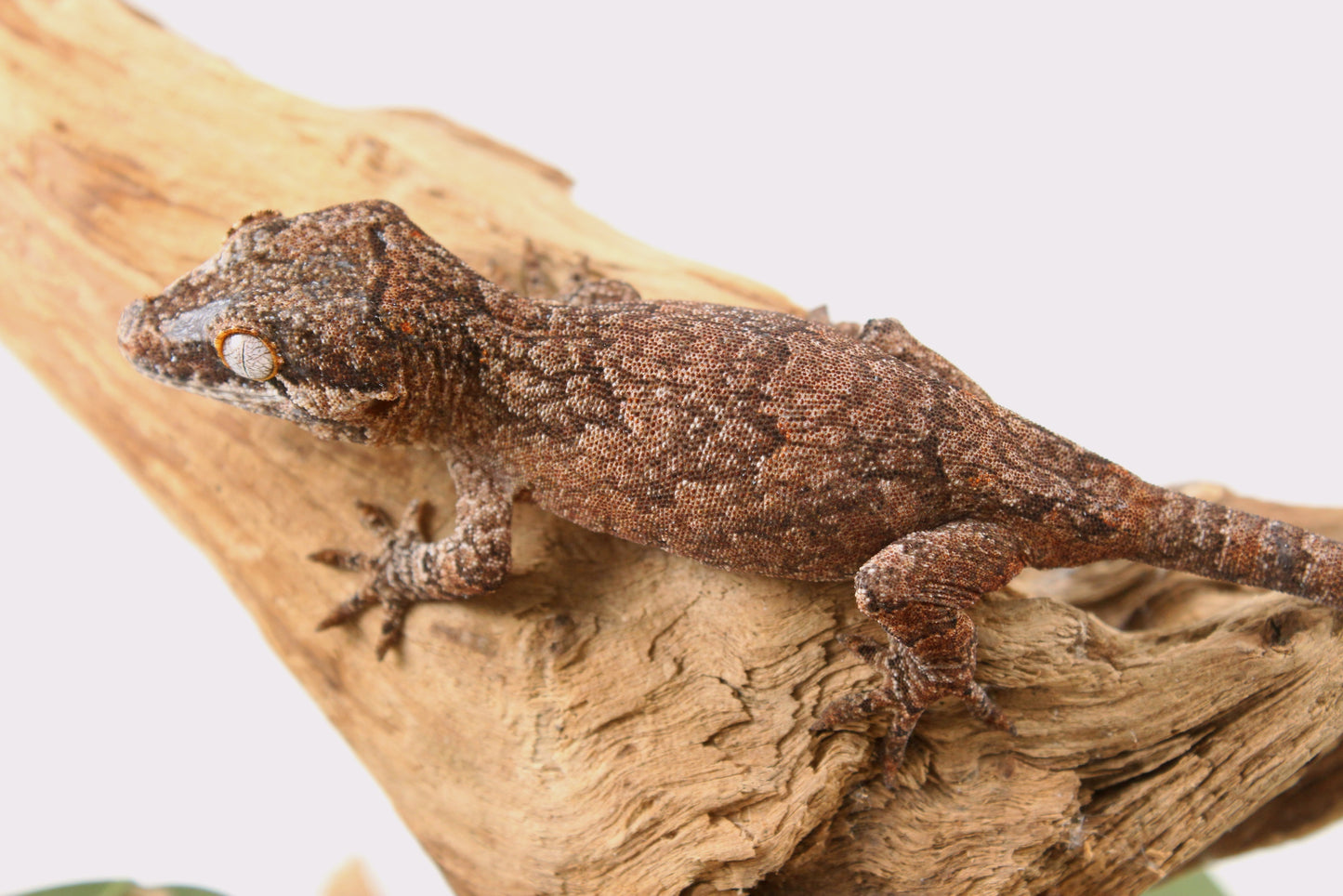 Mosaic / Reticulated Gargoyle Gecko