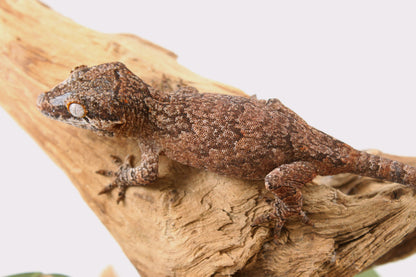 Mosaic / Reticulated Gargoyle Gecko