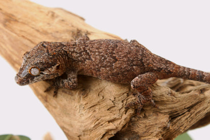 Mosaic / Reticulated Gargoyle Gecko