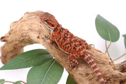 Super Red Bearded Dragon