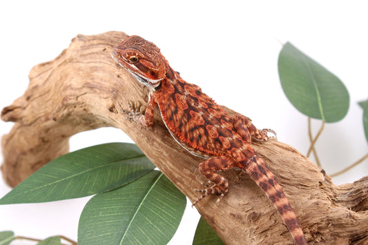 Super Red Bearded Dragon