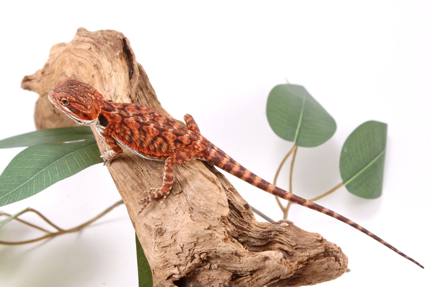 Super Red Bearded Dragon