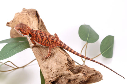 Super Red Bearded Dragon