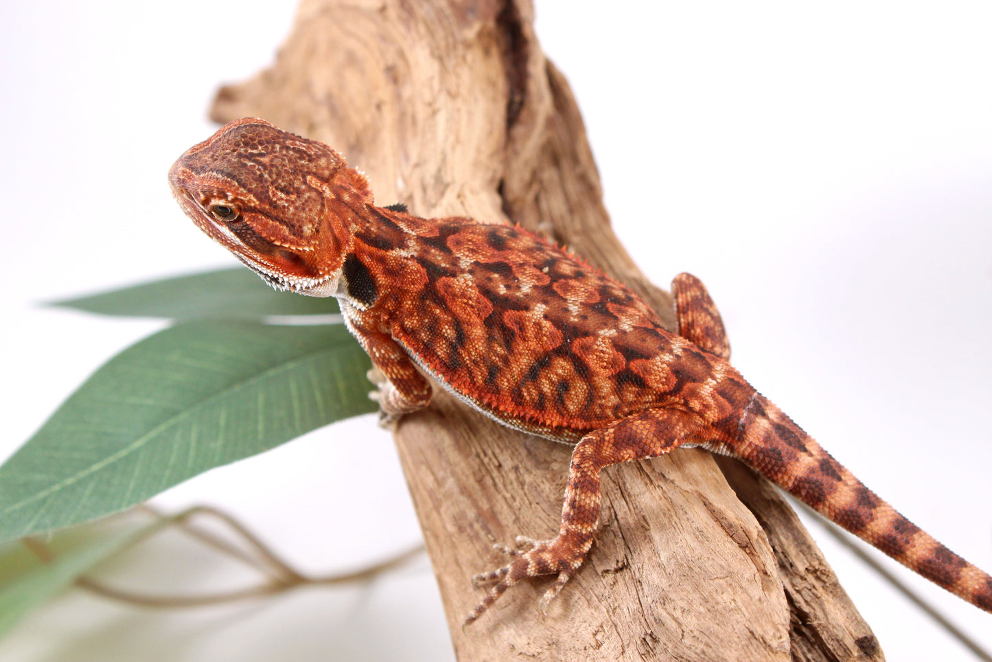 Super Red Bearded Dragon