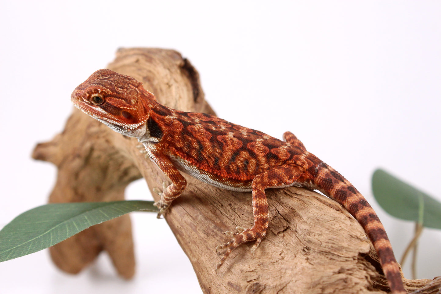 Super Red Bearded Dragon