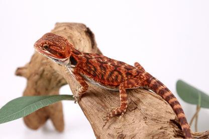 Super Red Bearded Dragon