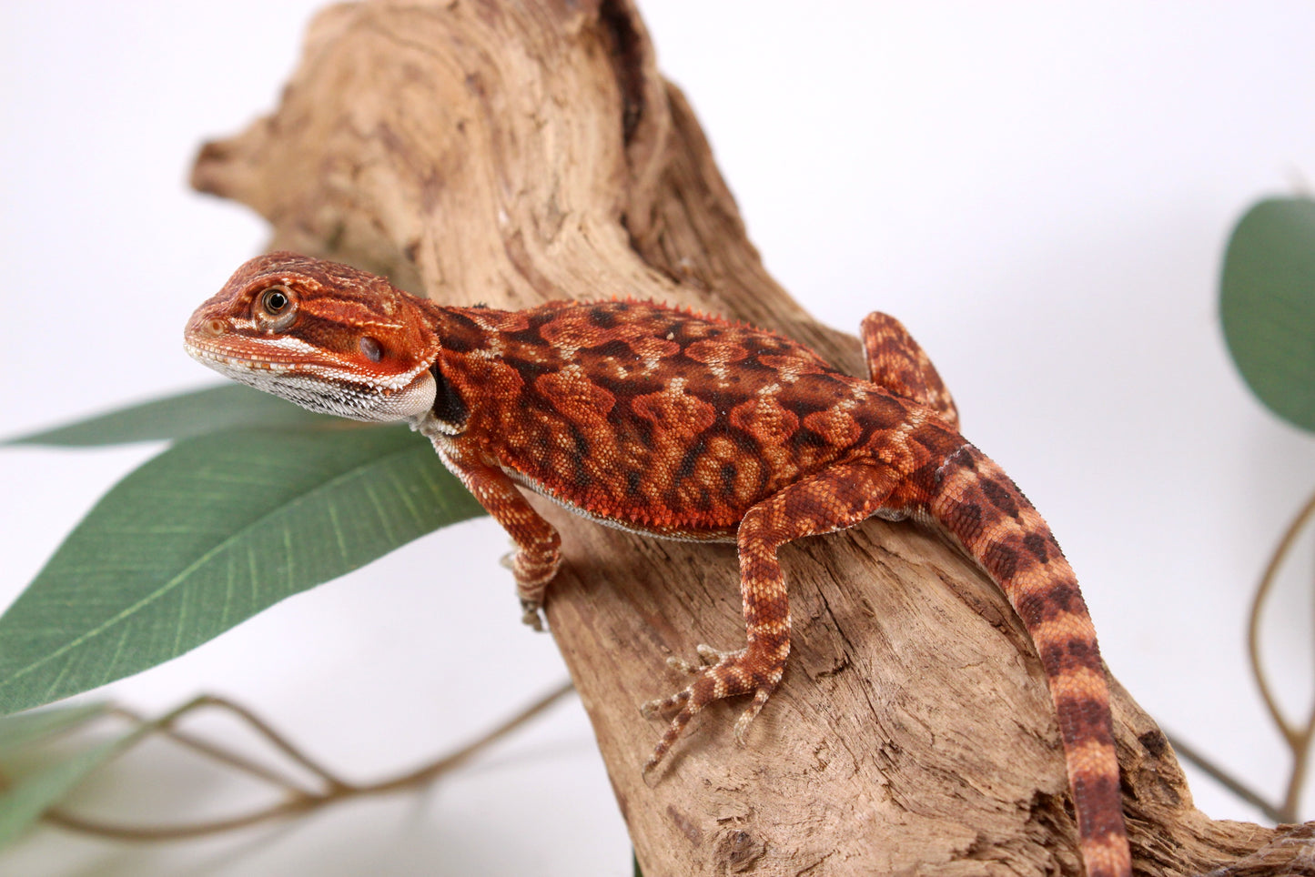 Super Red Bearded Dragon