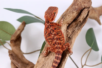 Super Red Bearded Dragon