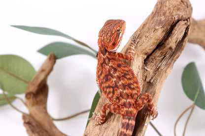 Super Red Bearded Dragon