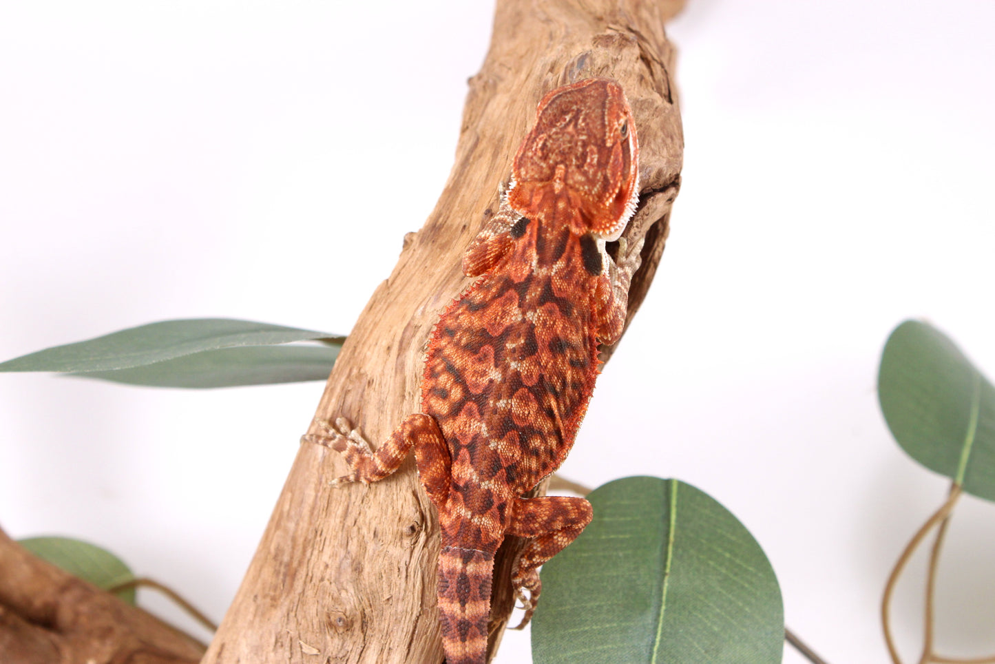 Super Red Bearded Dragon