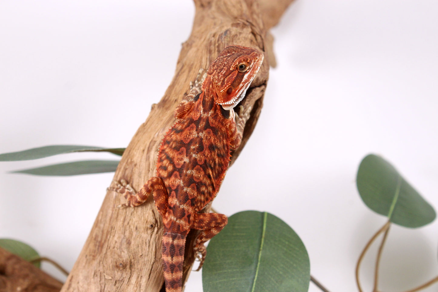 Super Red Bearded Dragon