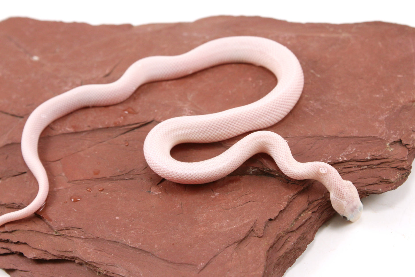 Leucistic Texas Ratsnake