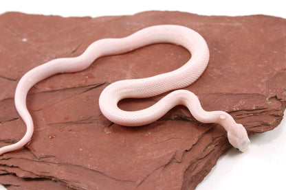 Leucistic Texas Ratsnake