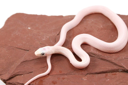 Leucistic Texas Ratsnake