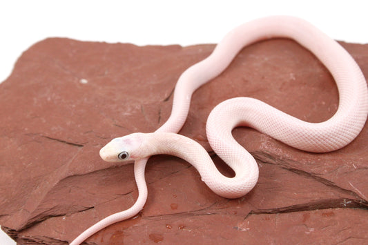 Leucistic Texas Ratsnake