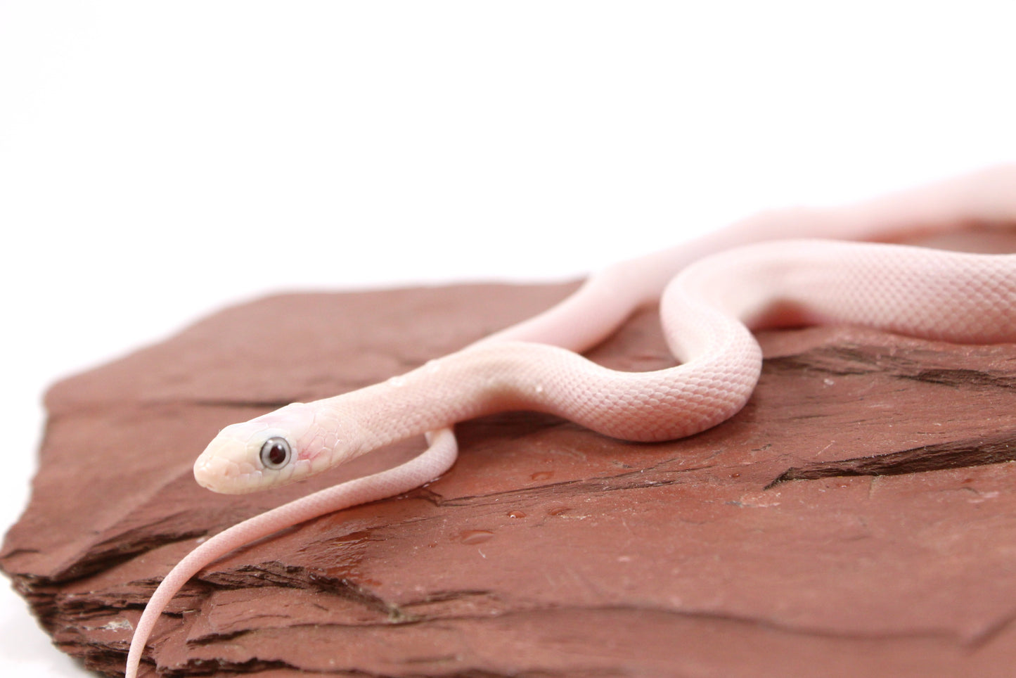 Leucistic Texas Ratsnake