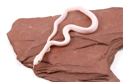 Leucistic Texas Ratsnake