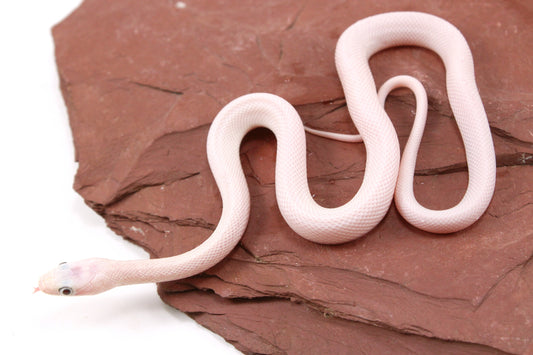 Leucistic Texas Ratsnake