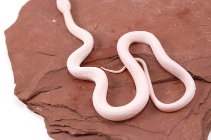 Leucistic Texas Ratsnake