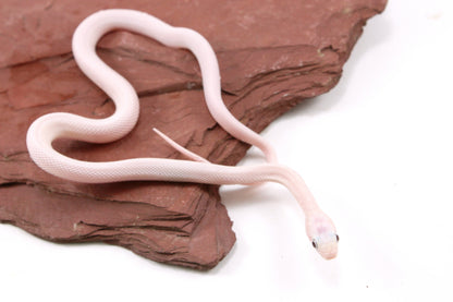 Leucistic Texas Ratsnake