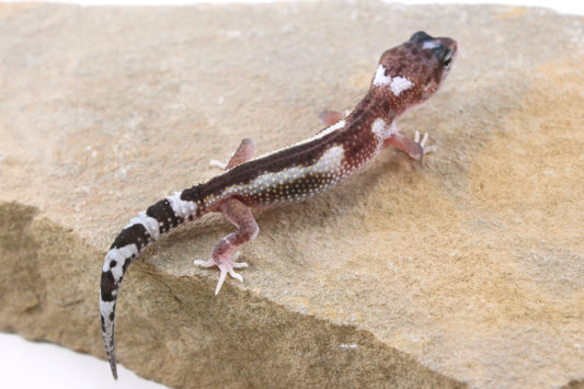 Mack Snow Hyper Axanthic Leopard Gecko