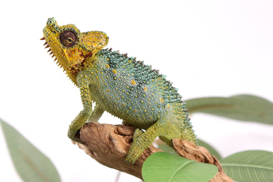 Helmeted Chameleon
