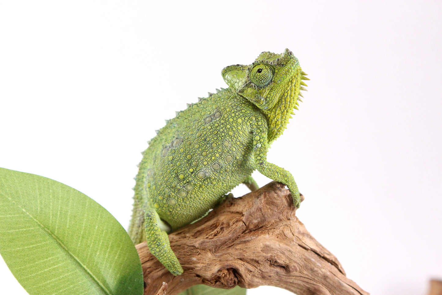 Helmeted Chameleon