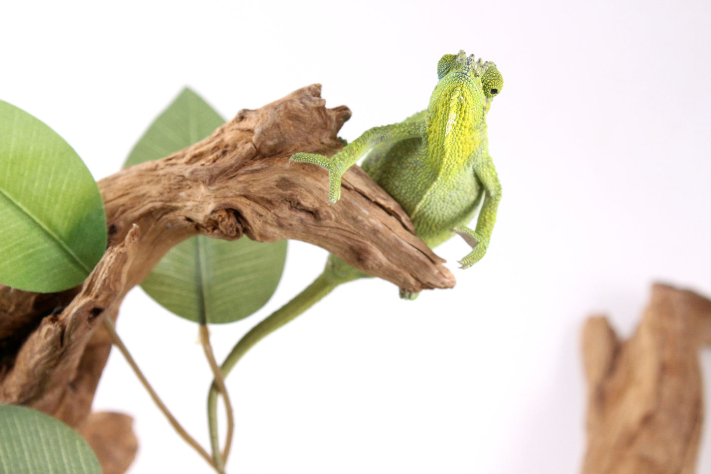 Helmeted Chameleon