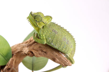 Helmeted Chameleon