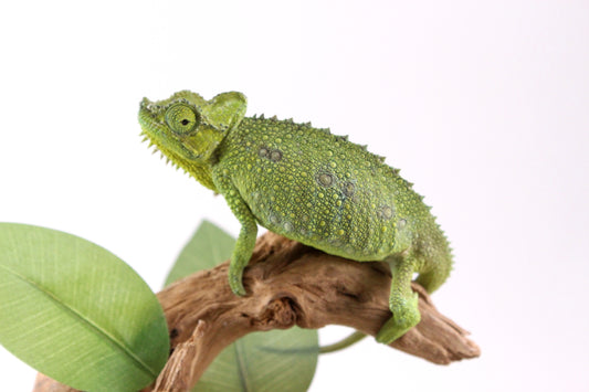 Helmeted Chameleon
