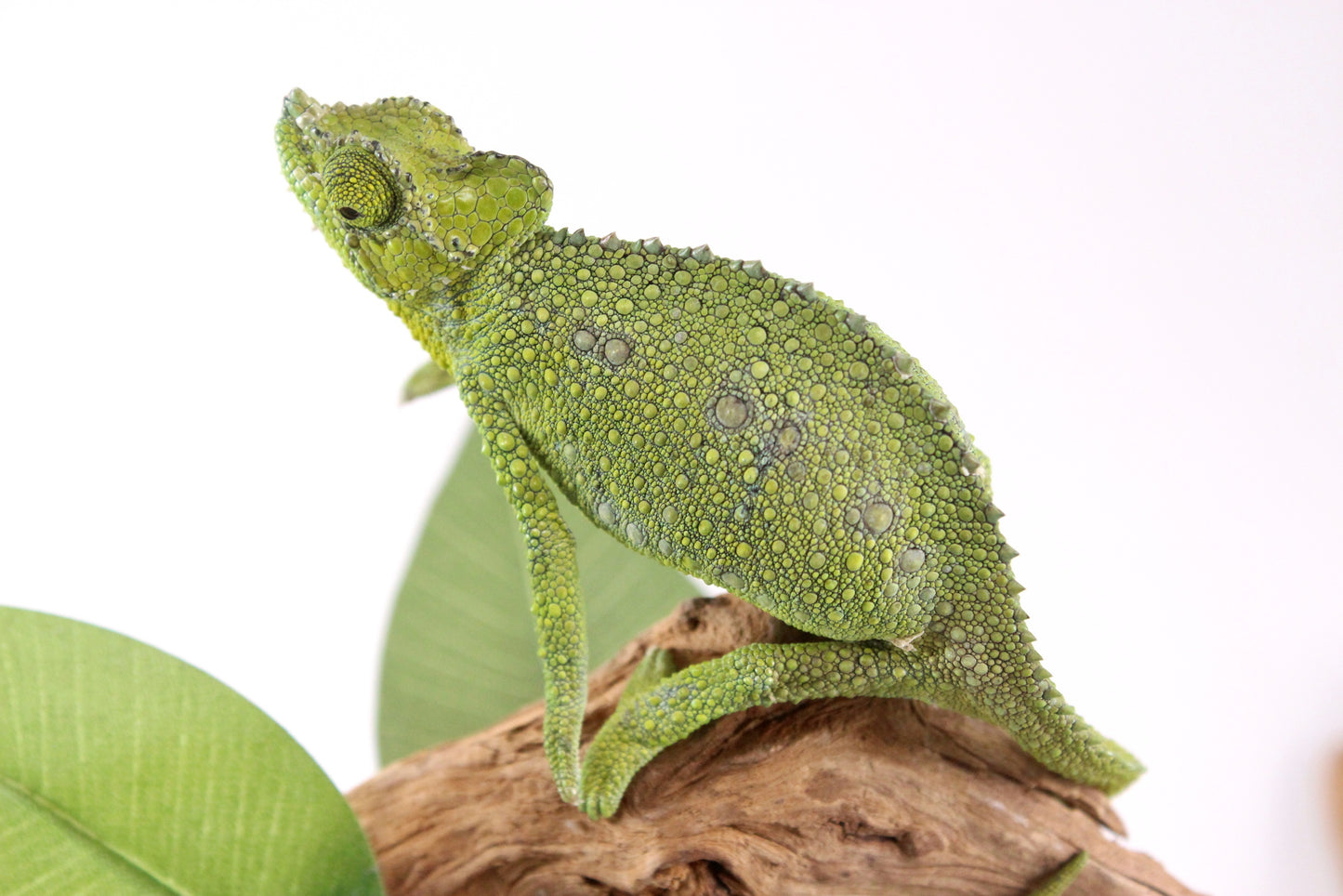 Helmeted Chameleon
